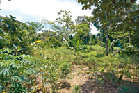 Las mujeres son las encargadas del cuidado de la chagra, donde cosechan pltano, yuca, aj, tabaco, coca, diversas palmas, algunas hierbas y frutales.