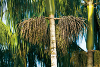 Frutos de la palma asa, Euterpe oleracea, especie promisoria para la produccin de aceite.
