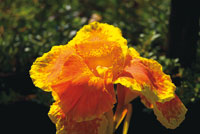 Flor de achira, Canna edulis, de cuyas races se obtiene harina para elaborar diversos alimentos.
