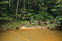 El borde de selva densa y multiestratificada es caracterstico del Amazonas.