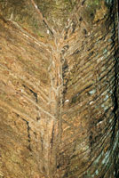 Tronco de la siringa, Hevea brasiliensis, de donde se extrae el ltex.
