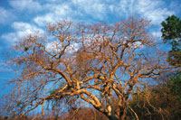 En condiciones extremas de estrs hdrico se desarrollan los bosques secos tropicales que pierden su follaje durante la estacin seca.