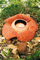 Rafflesia arnoldii, una de las flores ms grandes del mundo, alcanza un metro de dimetro y es endmica de las selvas de Sumatra. Es una planta parsita que durante la floracin expele un olor pestilente para atraer a sus polinizadores.