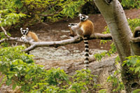 Lmur de cola anillada, Lemur catta, endmico de las selvas de Madagascar, cerca a las montaas de Andringitra, est amenazado de extincin.