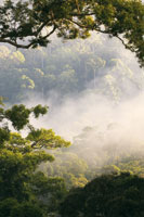 Selva lluviosa tropical de Dipterocarpceas, especies de rboles maderables que alcanzan hasta 60 m de altura. Valle Danum, en Sabah, Borneo