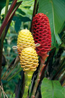 La maraca o jengibre, Zingiber spectabile, es una planta nativa del oriente de Asia tropical con propiedades medicinales