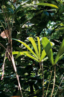 El piso bajo de la selva recibe la menor intensidad de energa lumnica, razn por la cual algunas plantas como las palmas desarrollan grandes hojas para aprovechar al mximo este recurso