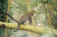 El leopardo, Panthera pardus, es uno de los mayores felinos depredadores de las selvas y sabanas africanas; emplea su fortaleza para subir sus presas a los rboles.