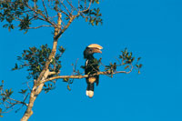 El calao, del gnero Buceros, alcanza hasta un metro de altura y vive en las selvas de Sumatra. Tiene gran parecido en la estructura de su pico con la de los tucanes de la Amazonia.