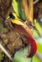 Gran ave del paraso, Paradisaea apoda, en los bosques de Bali, Indonesia, reconocida por la belleza de su plumaje y su canto singular.