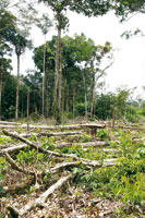 La selva tropical con su gran biodiversidad est desapareciendo rpidamente en el mundo, por la tala y quema llevada a cabo con el fin de transformarla en tierras dedicadas a la agricultura y la ganadera extensiva.