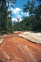 Por el uso de contaminantes como mercurio y cianuro, la explotacin del oro de aluvin en la selva amaznica del Vaups produce efectos devastadores sobre el cauce natural y la biota acutica.
