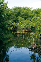 Durante la formacin de la Amazonia, los bosques de manglar fueron remplazados por vegetacin de selvas o sabanas predominantes de acuerdo con las fluctuaciones climticas.