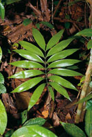 Las especies del gnero Zamia, son algunas de las plantas ms antiguas del planeta; un fsil viviente que sobrevivi en refugios hmedos de la selva. La mayor parte de las especies son endmicas y estn en peligro crtico de extincin en su hbitat natura