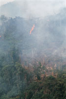 Los incendios representan una gran amenaza en la selva amaznica, degradan cientos de hectreas y liberan toneladas de gases que contribuyen al calentamiento de la atmsfera.
