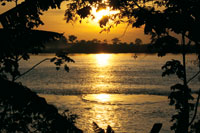 Borde de la selva riparia en el ro Amazonas.
