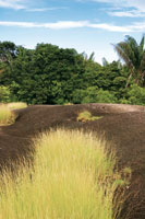 Afloramiento rocoso del Escudo Guayans. En las depresiones de la roca desnuda se acumulan agua y nutrientes que permiten el desarrollo de una vegetacin colonizadora de gramneas