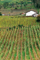 Campos de cultivo en el frtil Valle de Sibundoy.
