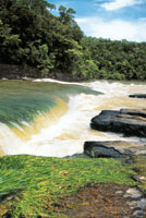 Los raudales y cachiveras rompen la continuidad de la navegacin y constituyen una barrera difcil de remontar para algunos mamferos acuticos como el manat amaznico.