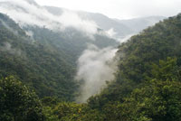 Selva nublada de alta montaa en el can del ro Putumayo.