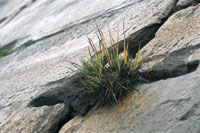 En las cumbres heladas del super- pramo se forman refugios en la roca que permiten el desarrollo de algunas gramneas.