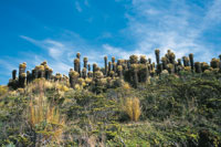 En la cordillera Central, en el Macizo Colombiano, crece gran variedad de frailejones, como el Espeletia hartwegiana, mientras que en los pramos de la vertiente amaznica slo se desarrollan tres especies.