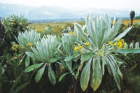 Pajonal frailejonal con Espeletia schultesiana, endmica de los pramos en los alrededores de la laguna La Cocha.