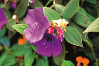 El rbol del sietecueros, Tibouchina lepidota, Melastomatcea que florece de manera masiva durante la temporada lluviosa, es muy apreciado por su lea y la belleza de sus flores.