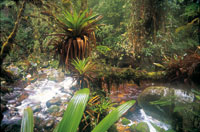 Selva riparia en una caada muy hmeda de la vertiente amaznica, donde abundan epifitas como anturios y orqudeas, y diversidad de bromelias y musgos.