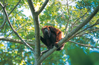 Mono aullador o araguato, Alouatta palliata, especie que tiene un amplio rango de distribucin en la Amazonia y el piedemonte andino.
