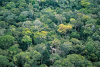 El dosel de la selva amaznica conforma un mosaico, bajo el cual habita la mayor diversidad de especies de fauna y flora del planeta. 
