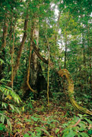 En la selva de tierra firme, algunos rboles de gran porte tienen races de forma tabloide y son el soporte de gruesas lianas que alcanzan el dosel.
