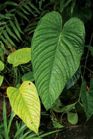 Hojas de anturio.