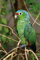 La Amazona autumnalis es un loro muy comn en las tierras bajas del norte del Choc Biogeogrfico.