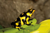 El Choc Biogeogrfico es una de las regiones con mayor diversidad de especies de ranas del mundo. 