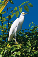 La garcita blanca, Egretta thula, permanece al acecho en la vegetacin que bordea los canales y las lagunas estuarinas.