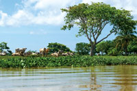 En las llanuras deltaicas y riberas de los caos de la desembocadura del ro Sin se han desarrollado la ganadera y la agricultura.