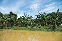 En las llanuras deltaicas y riberas de los caos de la desembocadura del ro Sin se han desarrollado la ganadera y la agricultura.