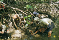 Los bivalvos se extraen del lodo durante la bajamar.