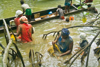 Piangeras lavando la cosecha.