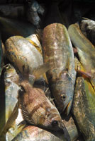 Los peces son recursos habitualmente extrados de las aguas estuarinas.