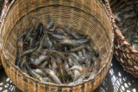 Los camarones son recursos habitualmente extrados de las aguas estuarinas.