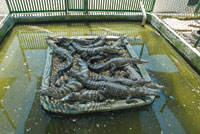 Cra de caimn aguja Crocodylus acutus, en el estuario de Cispat, a fin de evitar la extincin de esta especie amenazada.