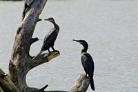 Pareja de cormoranes en el Brazo del Medio.