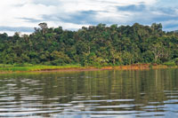En la cuenca del San Juan crece una densa selva hmeda.