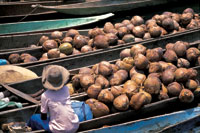 En el delta del ro San Juan conviven armnicamente con el entorno natural, comunidades indgenas y negras.