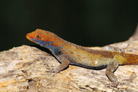 Lagarto, Gonatodes albogularis.