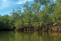 Los manglares bordean gran parte de la Baha de Tumaco.