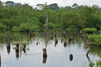 Restauracin de la cobertura de manglar en la Cinaga Grande de Santa Marta.