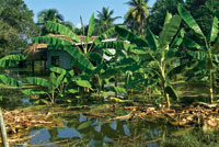 La alteracin del rgimen climtico es la causa de que en algunas regiones los inviernos sean menos fros y ms lluviosos, con lo que se incrementan los desechos que llegan a los estuarios y la frecuencia de las inundaciones en las llanuras deltaicas.